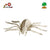Skeleton Spider