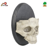 Skull on wall Decoration