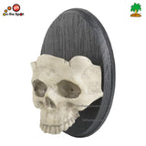 Skull on wall Decoration